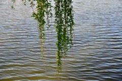 碧玉妆成一树高，万条垂下绿丝绦