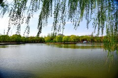 碧玉妆成一树高，万条垂下绿丝绦