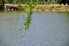 碧玉妆成一树高，万条垂下绿丝绦