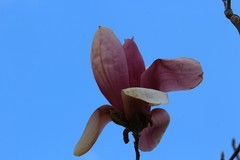 拍摄花卉一（1020）