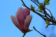 拍摄花卉一（1020）