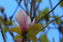 拍摄花卉一（1020）