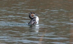 凤头僻鹈（四十）