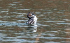 凤头僻鹈（四十）