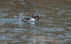 凤头僻鹈（四十）