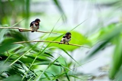 抓拍——小燕子