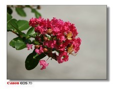 夏天的紫微花。