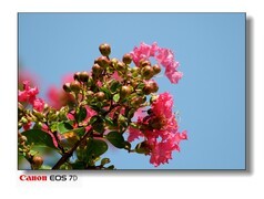 夏天的紫微花。