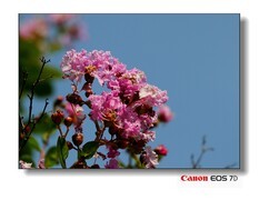 夏天的紫微花。
