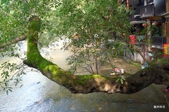 偏岩古镇，黑水滩河的浅滩成为玩水圣地，巨大古老的黄桷树遮天蔽日