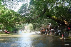 偏岩古镇，黑水滩河的浅滩成为玩水圣地，巨大古老的黄桷树遮天蔽日