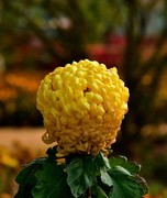 2025年南宁菊花展9