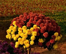 2025年南宁菊花展9