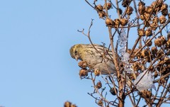 小黄雀（五十八）