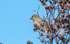 小黄雀（五十八）