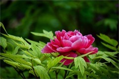 2026年第0286贴 -景山公园牡丹花（0427）