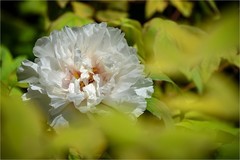 2026年第0286贴 -景山公园牡丹花（0427）