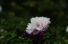 洛阳国际牡丹园的牡丹花 下