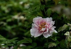 洛阳国际牡丹园的牡丹花 下