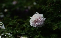 洛阳国际牡丹园的牡丹花 下