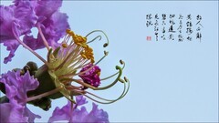 夏花---百日红