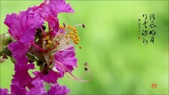 夏花---百日红