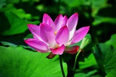 明湖广场荷花池再拍荷花