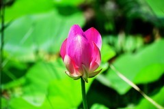 明湖广场荷花池再拍荷花