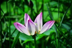 明湖广场荷花池再拍荷花