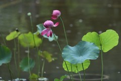 小区荷池1