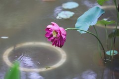 小区荷池1