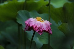小区荷池1