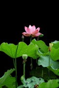 夏日荷花3