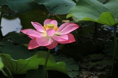 2026164荷花