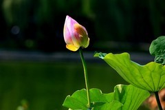 2026164荷花