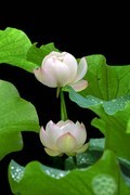 夏日荷花4