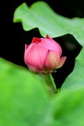 夏日荷花4