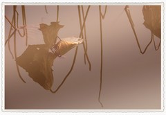 寒水浮生未了痕