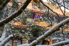 2026年第0068贴-颐和园风光纪实游拍（0124）