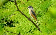 [26127] 东山湖公园的伯劳