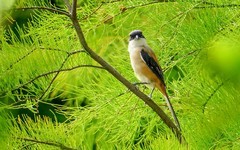 [26127] 东山湖公园的伯劳