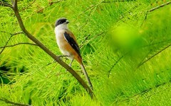 [26127] 东山湖公园的伯劳