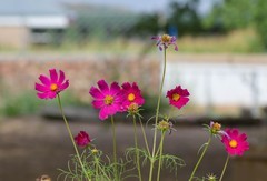 新疆民宿小景花花草草向日葵