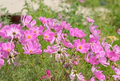 新疆民宿小景花花草草向日葵