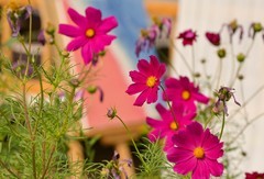 新疆民宿小景花花草草向日葵