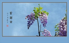 蓝天下串串漂亮的紫藤花