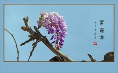 蓝天下串串漂亮的紫藤花