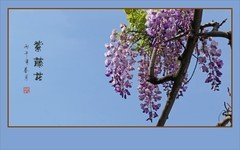 蓝天下串串漂亮的紫藤花