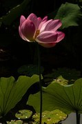 圆明园夏日风情 荷塘荷韵之六