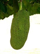 962【不老松：二游海南记实】菠萝蜜的生长过程!